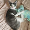 adoptable Cat in rochester, NY named Willow