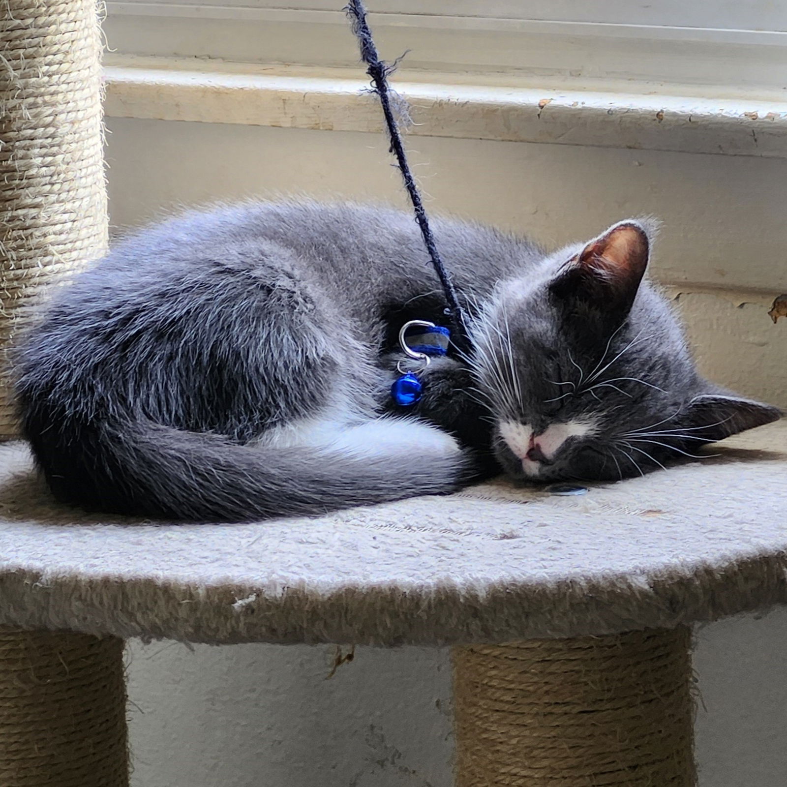 adoptable Cat in Rochester, NY named Curtis