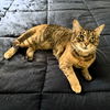 adoptable Cat in rochester, NY named Lily