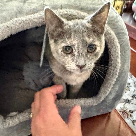 adoptable Cat in Rochester, NY named Opal