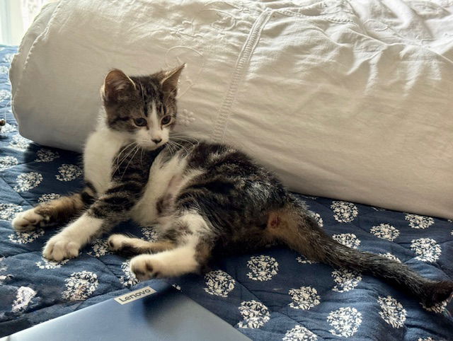 adoptable Cat in Rochester, NY named Octavia