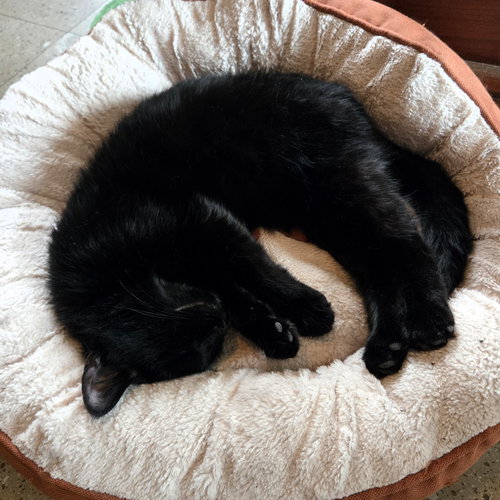 picture of the cat needing adoption