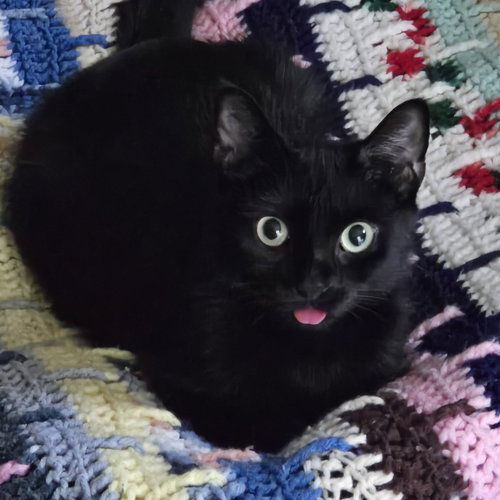 PHILOMENA - Domestic Short Hair available for adoption