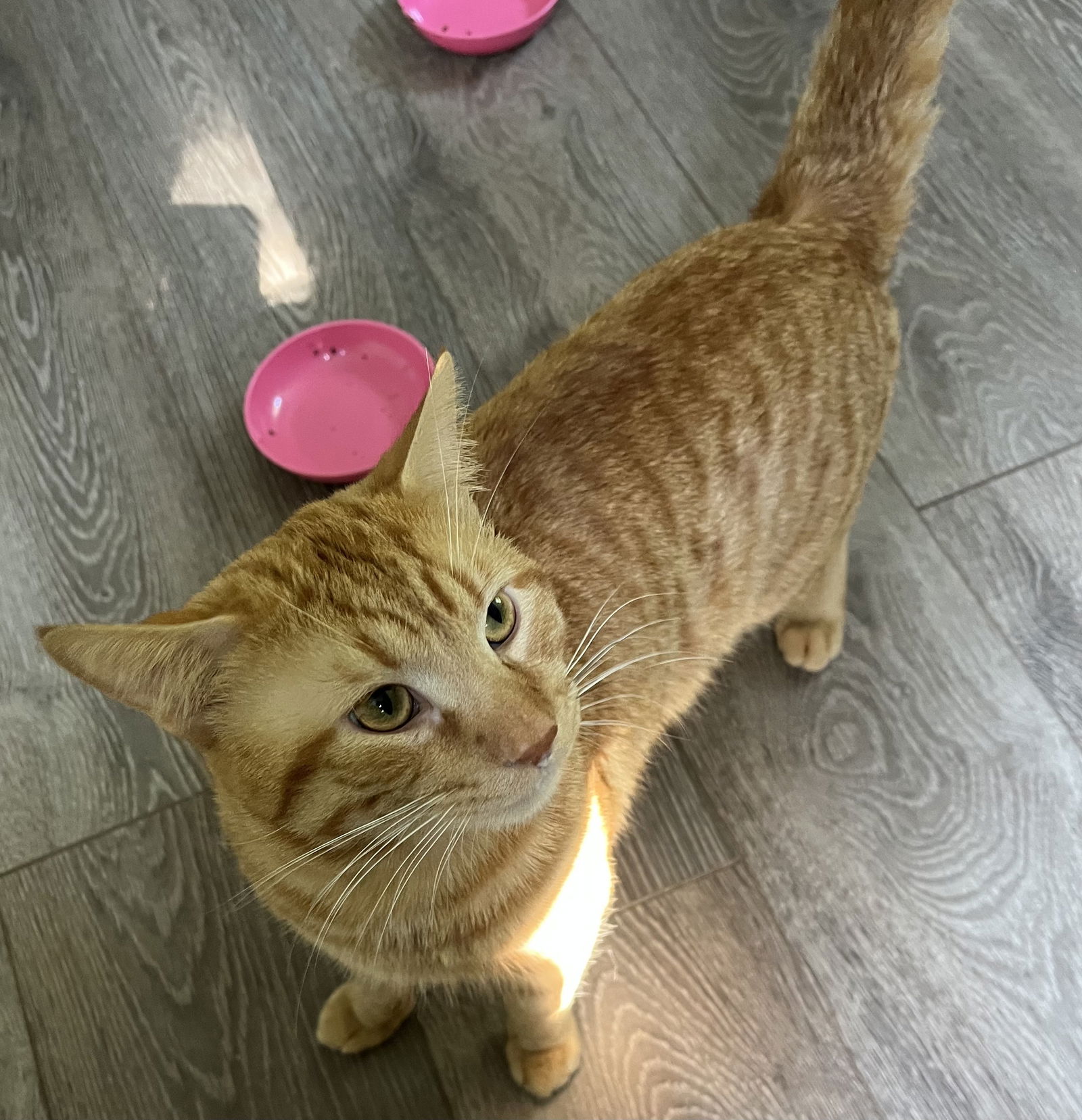 adoptable Cat in Rochester, NY named Monroe