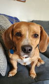 adoptable Dog in rochester, NY named Amos