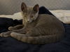 adoptable Cat in rochester, NY named Trevor
