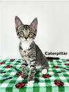adoptable Cat in Rochester, NY named Caterpillar