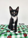 adoptable Cat in rochester, NY named Beetle