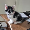 adoptable Cat in , NY named Collette