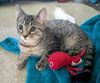 adoptable Cat in Rochester, NY named Chocolate Glaze