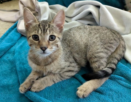 FRY CAKE - Domestic Short Hair available for adoption