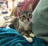 adoptable Cat in rochester, NY named Lemon Creme
