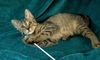 adoptable Cat in Rochester, NY named Cinnamon Sugar