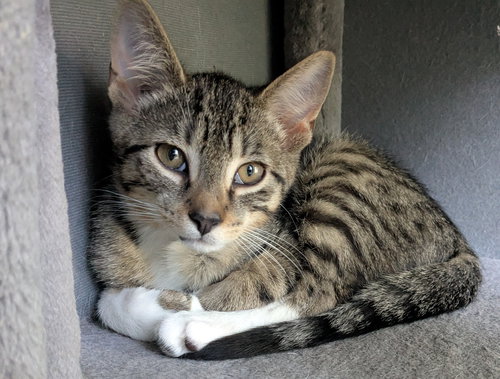 RASPBERRY JELLY - Domestic Short Hair available for adoption