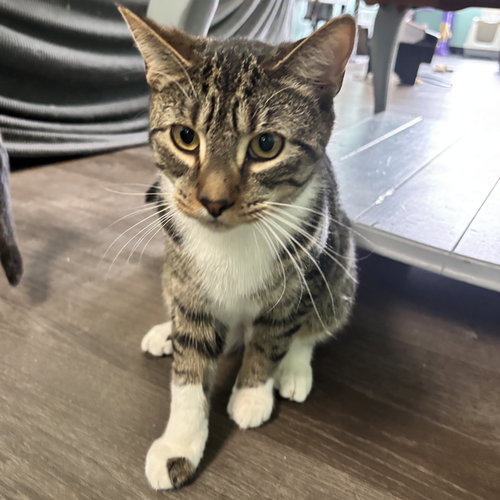picture of the cat needing adoption