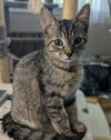 adoptable Cat in rochester, NY named Apple Fritter