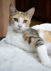 adoptable Cat in rochester, NY named Snickers