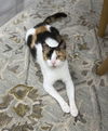 adoptable Cat in rochester, NY named Little P