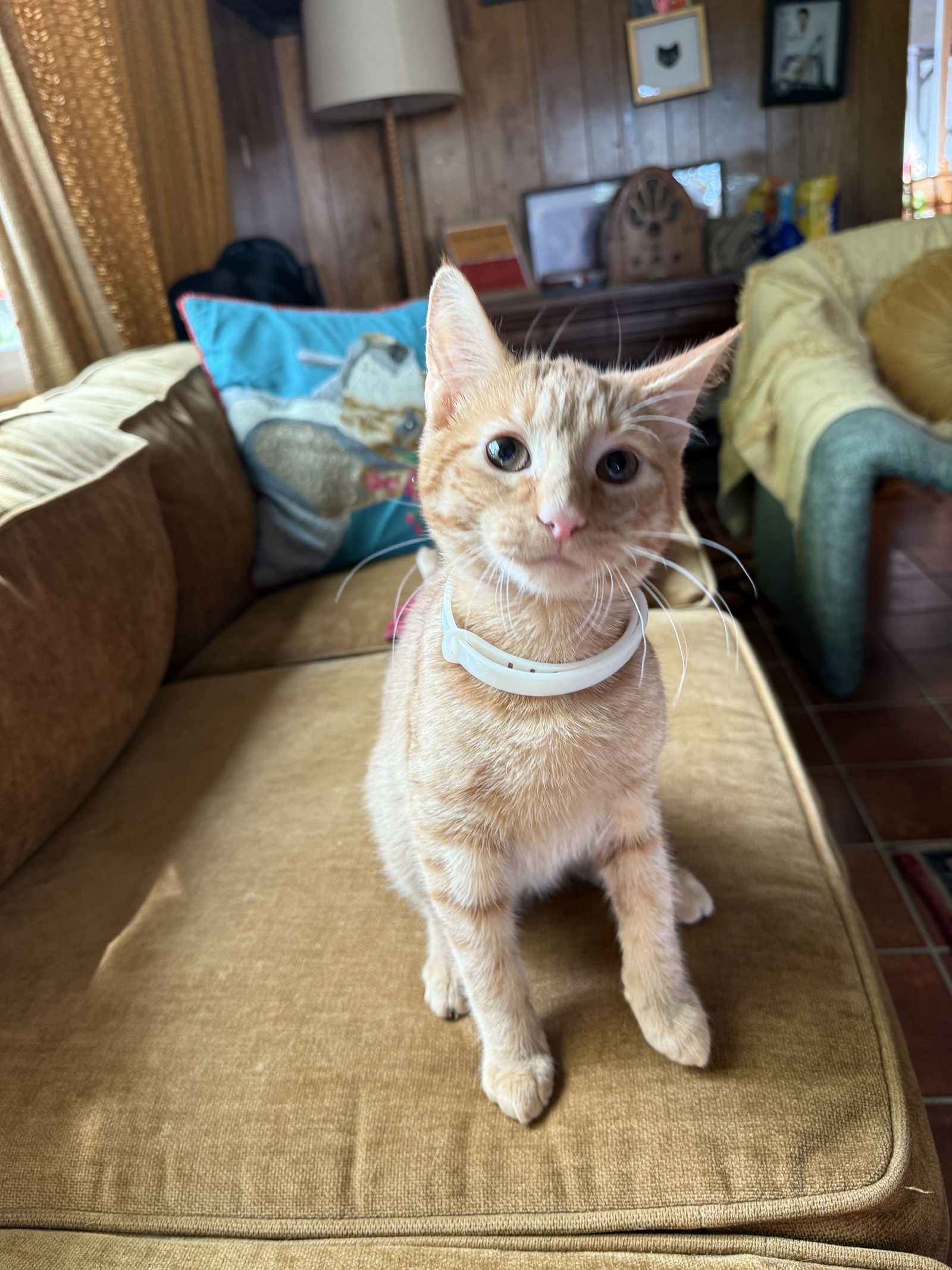 adoptable Cat in Rochester, NY named Oberon