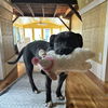 adoptable Dog in rochester, NY named Lindy
