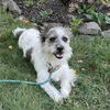 adoptable Dog in  named Pierre