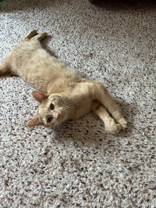 picture of the cat needing adoption