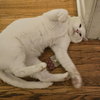 Ryker - Photo 2