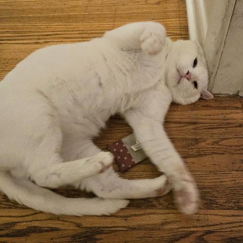 RYKER - Domestic Short Hair available for adoption