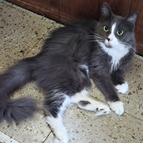 MANDEE - Domestic Short Hair available for adoption