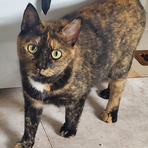 picture of the cat needing adoption
