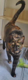 Kandi & Kane - Bonded Pair - Photo 3
