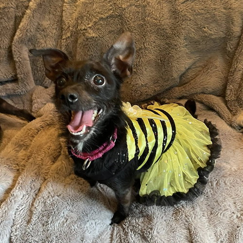 picture of the dog needing adoption