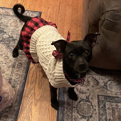 SUZY Q - Chihuahua available for adoption