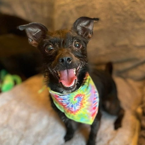 SUZY Q - Chihuahua available for adoption
