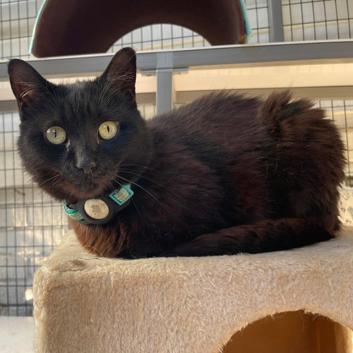 picture of the cat needing adoption