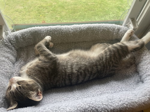 CHANCE - Domestic Short Hair available for adoption