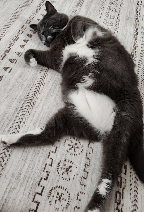 picture of the cat needing adoption