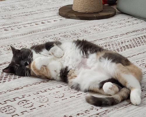 picture of the cat needing adoption