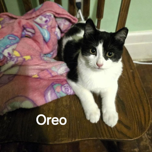 picture of the cat needing adoption