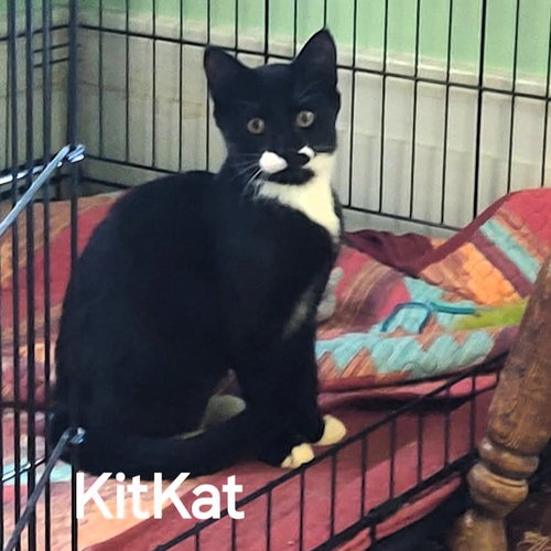 picture of the cat needing adoption