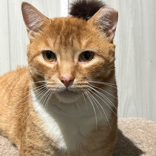 WARRIOR - Domestic Short Hair / Tabby available for adoption