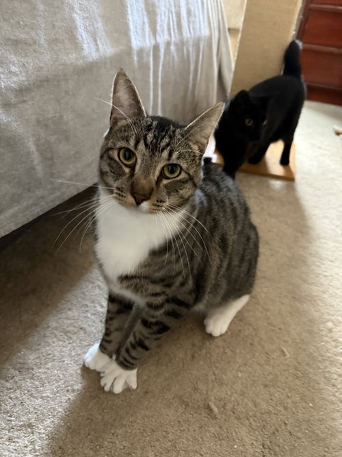 ROSETTES - Domestic Short Hair / Tabby available for adoption