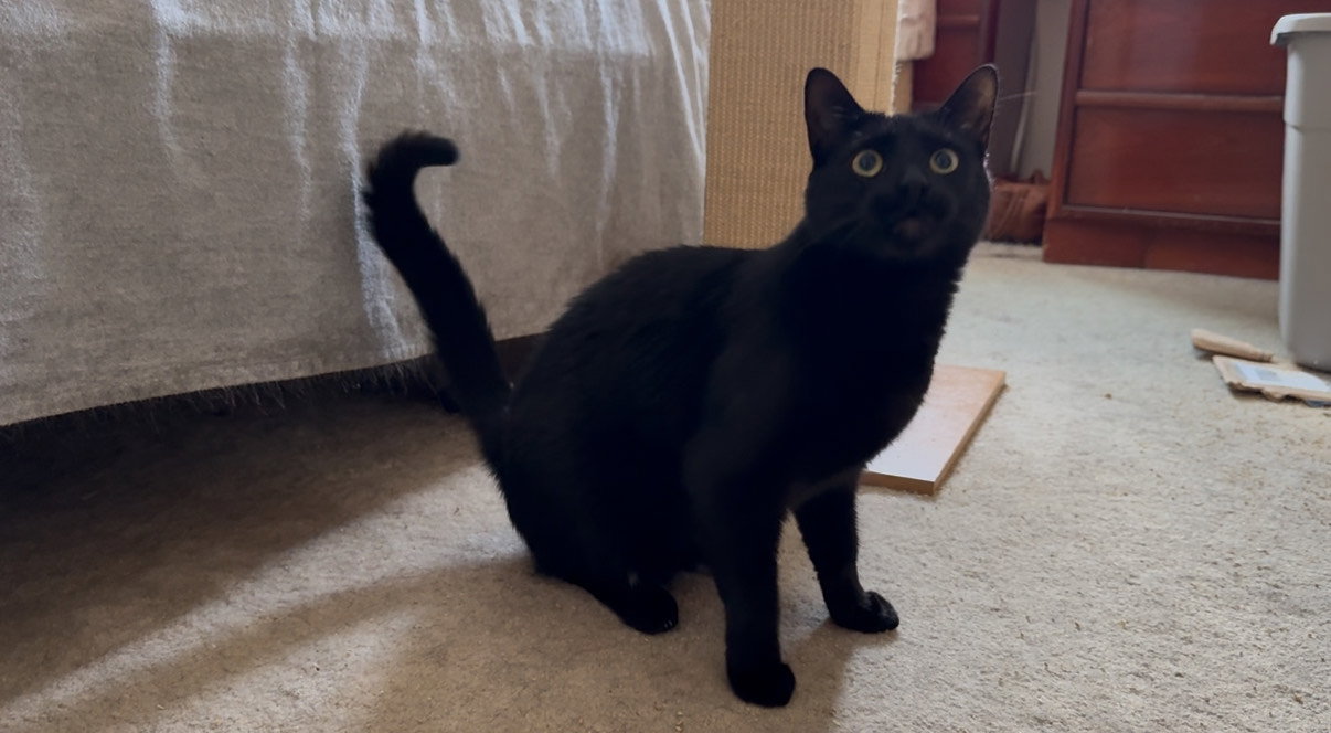 Ms. Onyx Image