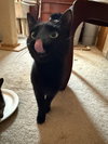 Ms. Onyx - Photo 2