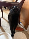 Ms. Onyx - Photo 3
