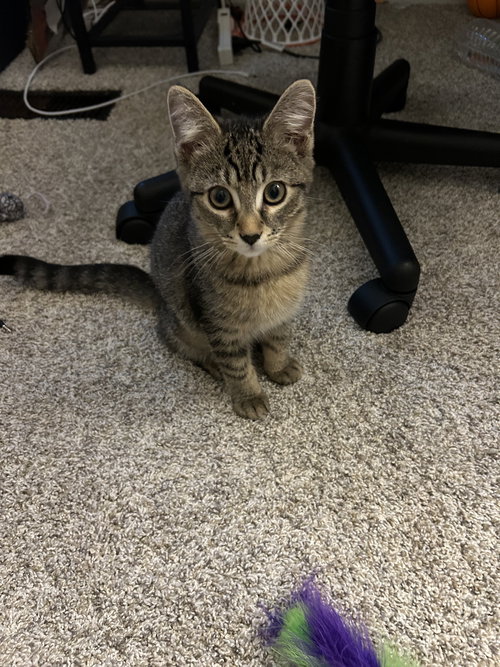 MICKEY - Domestic Short Hair / Tabby available for adoption