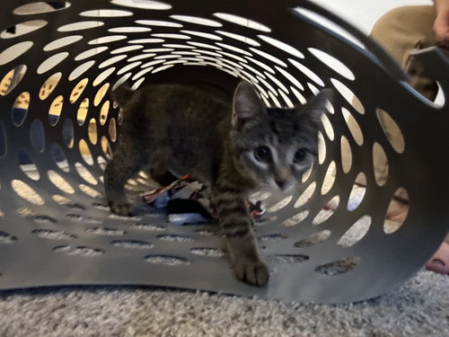 MICKEY - Domestic Short Hair / Tabby available for adoption