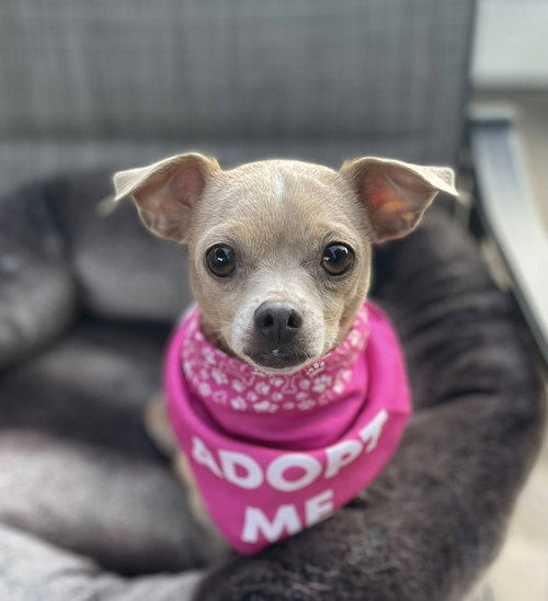 picture of the dog needing adoption