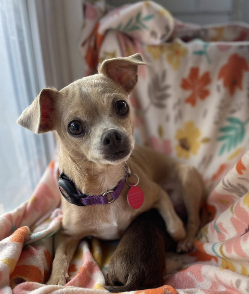 CLEMENTINE - Chihuahua available for adoption