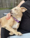 Clementine - Photo 4